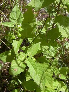 Solanum americanum American Nightshade, American black nightshade