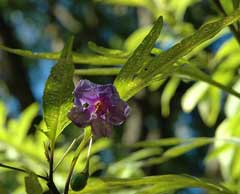 Solanum laciniatum Kangaroo Apple Solanum laciniatum Kangaroo Apple
