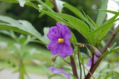 Solanum laciniatum Kangaroo Apple Solanum laciniatum Kangaroo Apple