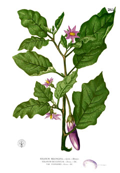 Solanum Melongena Aubergine