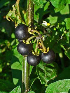 Solanum nigrum Black Nightshade, Common Nightshade, Poisonberry, Black Nightshade