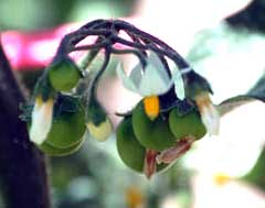 Solanum retroflexu Sunberry