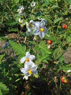 Solanum sisymbriifolium Sticky Nightshade Solanum sisymbriifolium Sticky Nightshade