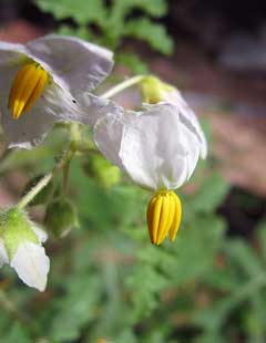 Solanum sisymbriifolium Sticky Nightshade Solanum sisymbriifolium Sticky Nightshade