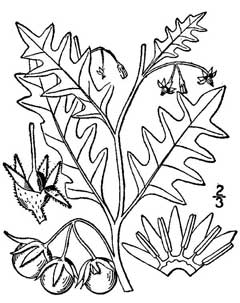 Solanum triflorum Cutleaf Nightshade Solanum triflorum Cutleaf Nightshade