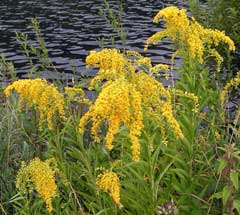 Solidago gigantea Giant Goldenrod Solidago gigantea Giant Goldenrod