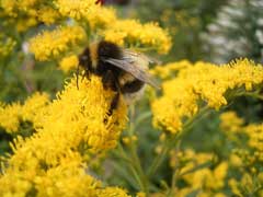Solidago gigantea Giant Goldenrod Solidago gigantea Giant Goldenrod