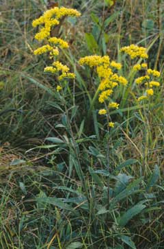 Solidago nemoralis Old-Field Goldenrod, Gray goldenrod Solidago nemoralis Old-Field Goldenrod, Gray goldenrod