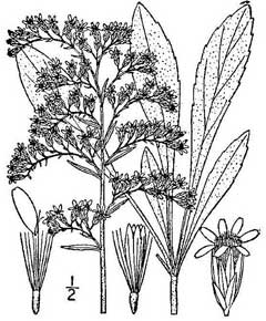 Solidago nemoralis Old-Field Goldenrod, Gray goldenrod Solidago nemoralis Old-Field Goldenrod, Gray goldenrod