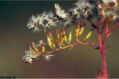 Solidago odora Sweet Goldenrod, Anisescented goldenrod, Chapman Solidago odora Sweet Goldenrod, Anisescented goldenrod, Chapman