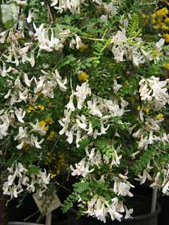 Sophora davidii Sophora Sophora davidii Sophora