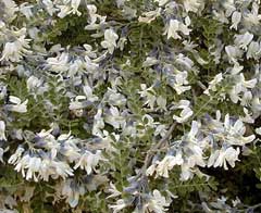 Sophora davidii Sophora Sophora davidii Sophora