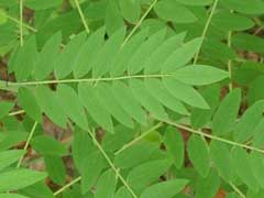 Sophora flavescens Ku Shen, Shrubby sophora Sophora flavescens Ku Shen, Shrubby sophora