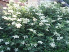 Sorbaria sorbifolia false spiraea Sorbaria sorbifolia false spiraea