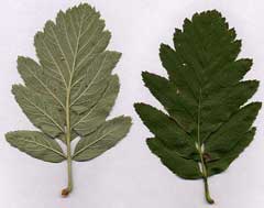 Sorbus hybrida Swedish Service Tree, Oakleaf mountain ash Sorbus hybrida Swedish Service Tree, Oakleaf mountain ash