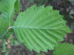 Sorbus japonica Sorbus japonica