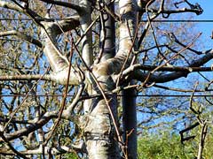 Sorbus thibetica Tibetan whitebeam Sorbus thibetica Tibetan whitebeam