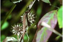 Sparganium americanum Bur-Reed, American bur-reed Sparganium americanum Bur-Reed, American bur-reed