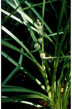 Sparganium americanum Bur-Reed, American bur-reed Sparganium americanum Bur-Reed, American bur-reed