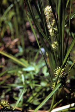 Sparganium androcladum Branching Bur-Reed Sparganium androcladum Branching Bur-Reed