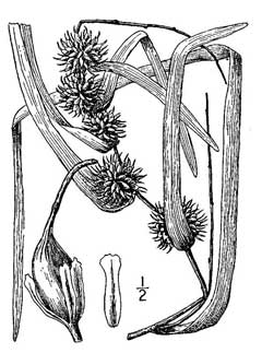 Sparganium androcladum Branching Bur-Reed Sparganium androcladum Branching Bur-Reed