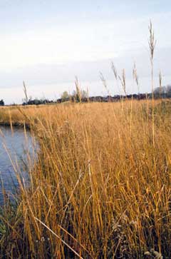 Spartina Pectinata Prairie Cord Grass Spartina Pectinata Prairie Cord Grass