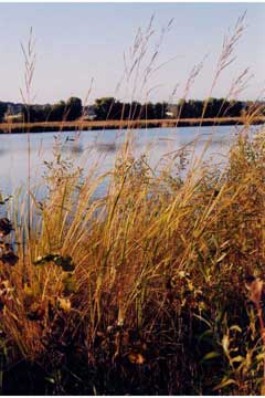 Spartina Pectinata Prairie Cord Grass Spartina Pectinata Prairie Cord Grass