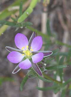 Spergularia rubra Sandwort, Red sandspurry Spergularia rubra Sandwort, Red sandspurry