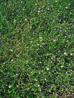 Spergularia rubra Sandwort, Red sandspurry Spergularia rubra Sandwort, Red sandspurry