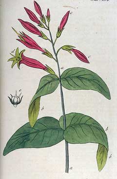 Spigelia marilandica Indian Pink, Woodland pinkroot Spigelia marilandica Indian Pink, Woodland pinkroot