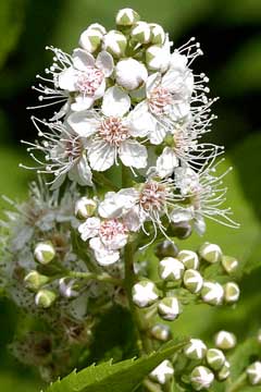 Spiraea alba White Meadowsweet Spiraea alba White Meadowsweet