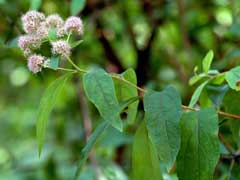 Spiraea alba White Meadowsweet Spiraea alba White Meadowsweet