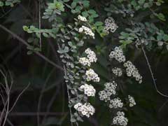 Spiraea canescens Spiraea canescens