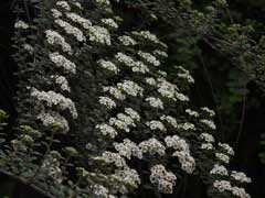Spiraea canescens Spiraea canescens