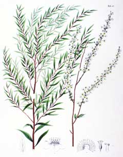 Spiraea thunbergii Thunberg Spiraea thunbergii Thunberg