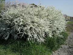 Spiraea thunbergii Thunberg Spiraea thunbergii Thunberg