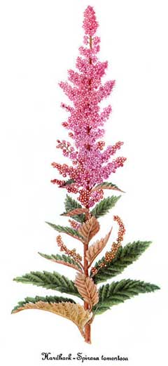 Spiraea tomentosa Hardhack, Steeplebush Spiraea tomentosa Hardhack, Steeplebush