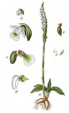 Spiranthes spiralis Autumn Lady Spiranthes spiralis Autumn Lady