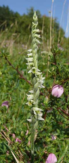Spiranthes spiralis Autumn Lady Spiranthes spiralis Autumn Lady