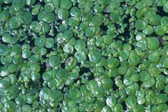 Spirodela polyrrhiza Great Duckweed, Common duckmeat Spirodela polyrrhiza Great Duckweed, Common duckmeat
