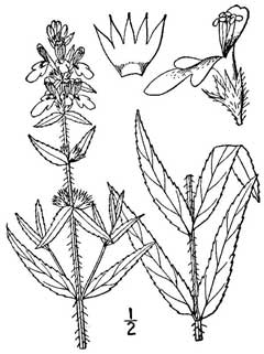 Stachys hyssopifolia ambigua hyssopleaf hedgenettle Stachys hyssopifolia ambigua hyssopleaf hedgenettle