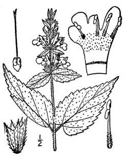 Stachys hyssopifolia ambigua hyssopleaf hedgenettle Stachys hyssopifolia ambigua hyssopleaf hedgenettle