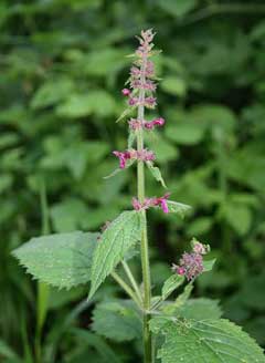 Stachys sylvatica Hedge Woundwort, Whitespot Stachys sylvatica Hedge Woundwort, Whitespot