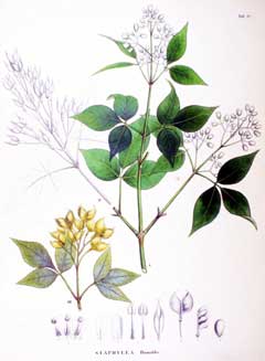 Staphylea bumalda Staphylea bumalda