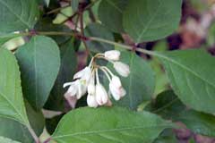Staphylea bumalda Staphylea bumalda