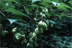 Staphylea trifolia American Bladder Nut Staphylea trifolia American Bladder Nut