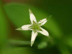 Stellaria alsine Bog Stitchwort, Bog chickweed Stellaria alsine Bog Stitchwort, Bog chickweed