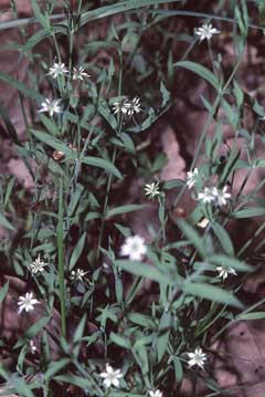Stellaria alsine Bog Stitchwort, Bog chickweed Stellaria alsine Bog Stitchwort, Bog chickweed