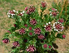 Stellera chamaejasme Stellera chamaejasme