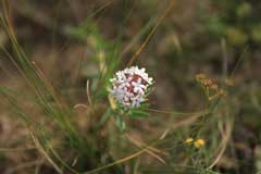 Stellera chamaejasme Stellera chamaejasme